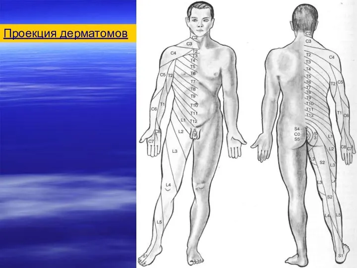 Проекция дерматомов