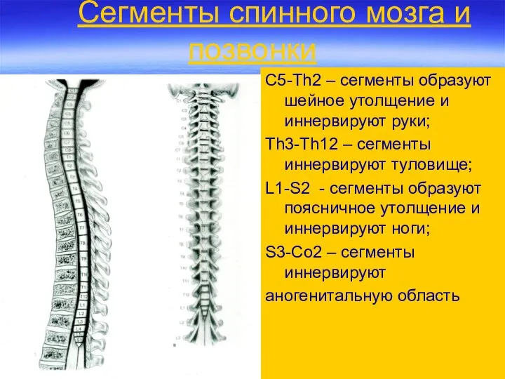 Сегменты спинного мозга и позвонки С5-Th2 – сегменты образуют шейное утолщение