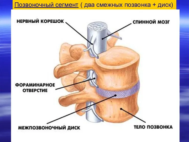 Позвоночный сегмент ( два смежных позвонка + диск)