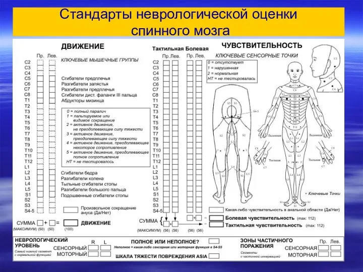 Стандарты неврологической оценки спинного мозга