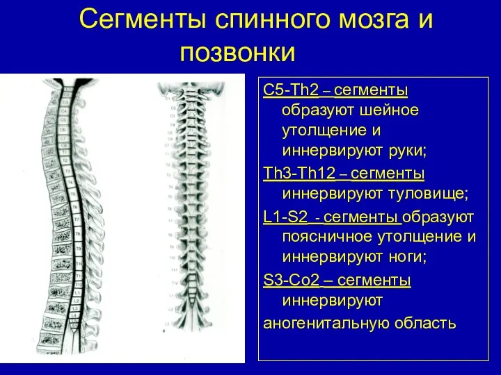 Сегменты спинного мозга и позвонки С5-Th2 – сегменты образуют шейное утолщение