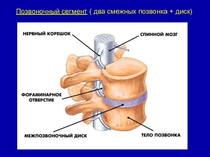 Позвоночный сегмент ( два смежных позвонка + диск)