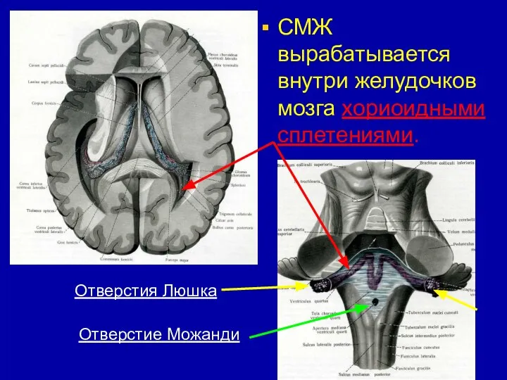 СМЖ вырабатывается внутри желудочков мозга хориоидными сплетениями. Отверстия Люшка Отверстие Можанди