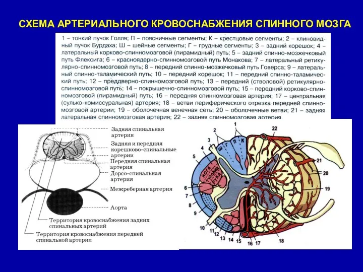 СХЕМА АРТЕРИАЛЬНОГО КРОВОСНАБЖЕНИЯ СПИННОГО МОЗГА