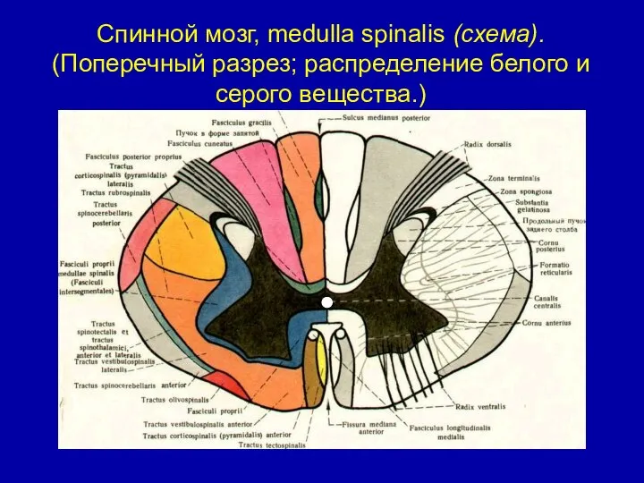 Спинной мозг, medulla spinalis (схема). (Поперечный разрез; распределение белого и серого вещества.)
