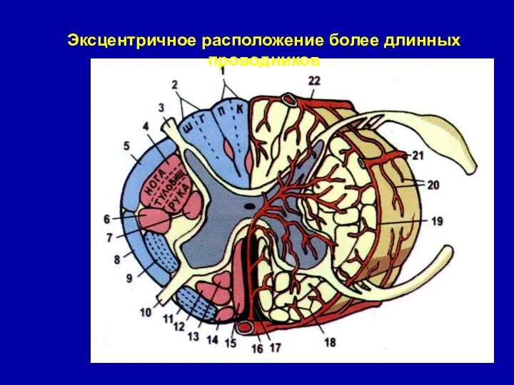 Эксцентричное расположение более длинных проводников