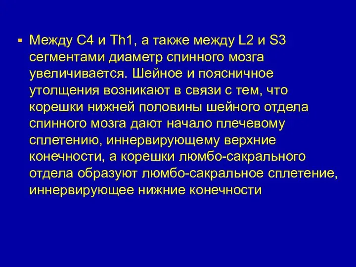 Между С4 и Тh1, а также между L2 и S3 сегментами