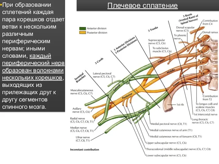 При образовании сплетений каждая пара корешков отдает ветви к нескольким различным