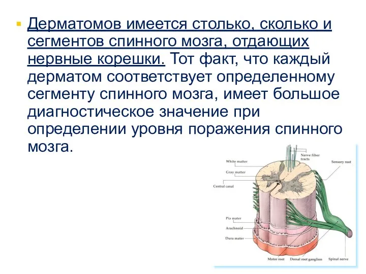 Дерматомов имеется столько, сколько и сегментов спинного мозга, отдающих нервные корешки.