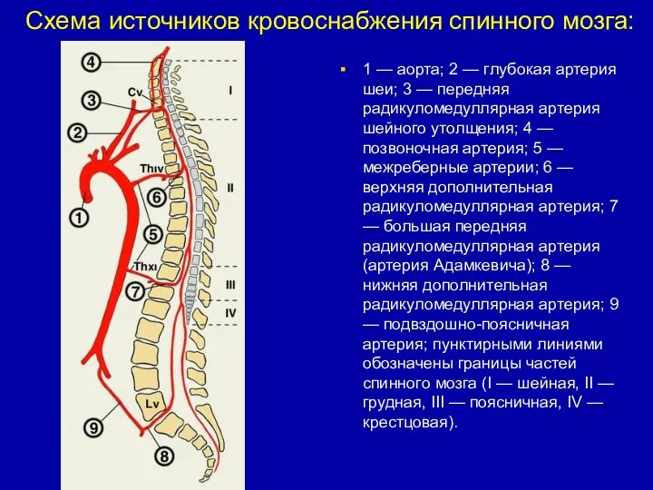 Схема источников кровоснабжения спинного мозга: 1 — аорта; 2 — глубокая