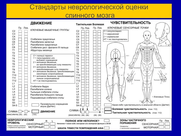 Стандарты неврологической оценки спинного мозга