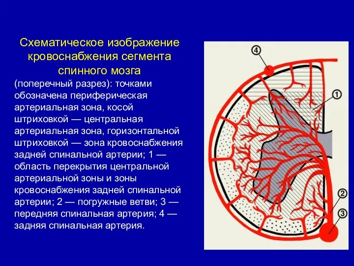 Схематическое изображение кровоснабжения сегмента спинного мозга (поперечный разрез): точками обозначена периферическая