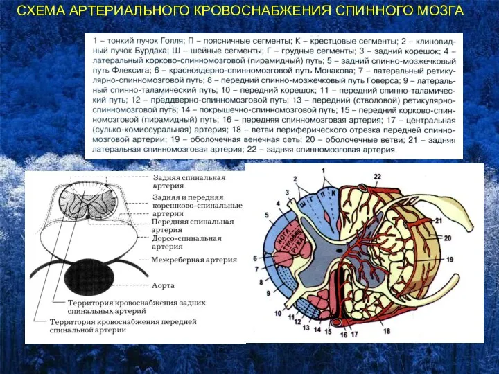 СХЕМА АРТЕРИАЛЬНОГО КРОВОСНАБЖЕНИЯ СПИННОГО МОЗГА