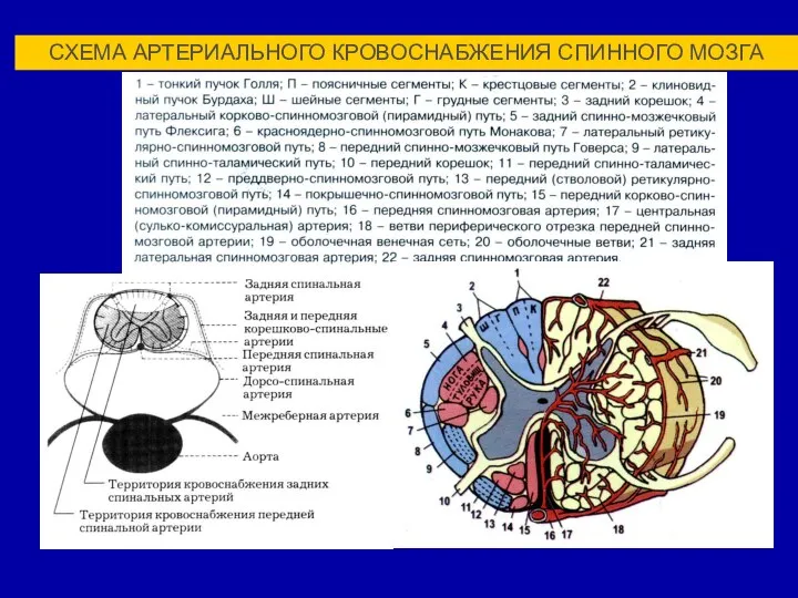 СХЕМА АРТЕРИАЛЬНОГО КРОВОСНАБЖЕНИЯ СПИННОГО МОЗГА