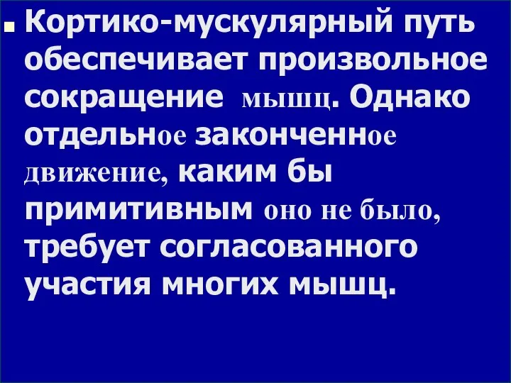 Кортико-мускулярный путь обеспечивает произвольное сокращение мышц. Однако отдельное законченное движение, каким