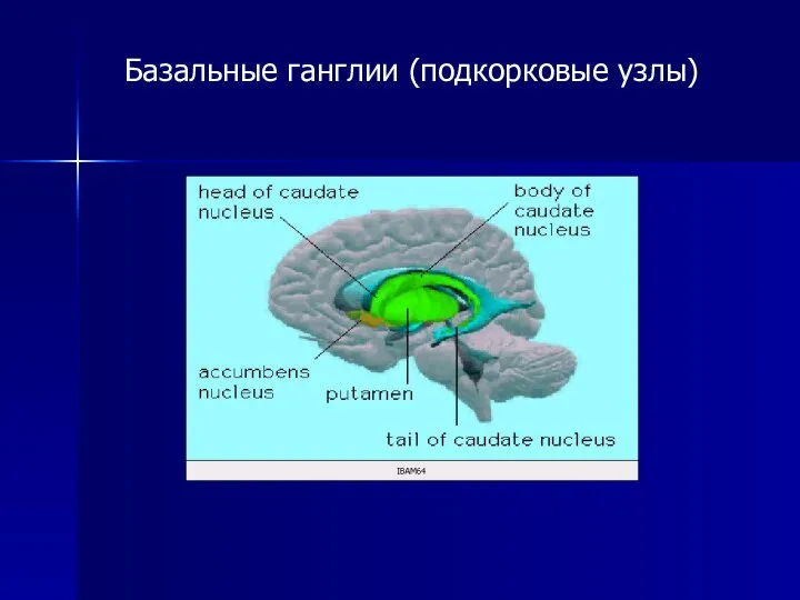 Базальные ганглии (подкорковые узлы)