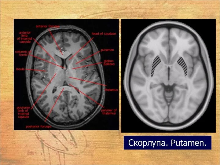 Скорлупа. Putamen.