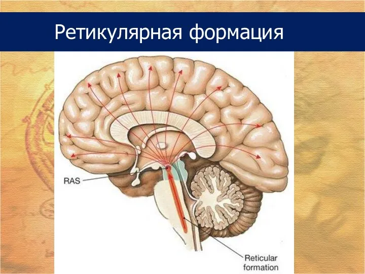 Ретикулярная формация