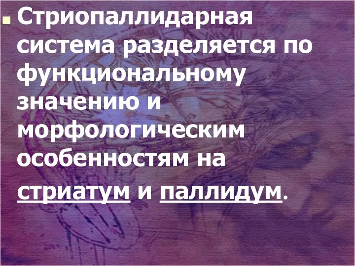 Стриопаллидарная система разделяется по функциональному значению и морфологическим особенностям на стриатум и паллидум.