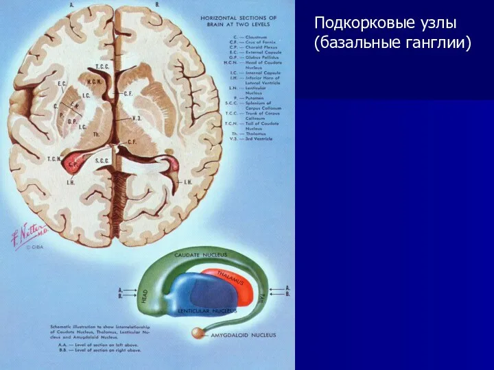 Подкорковые узлы (базальные ганглии)