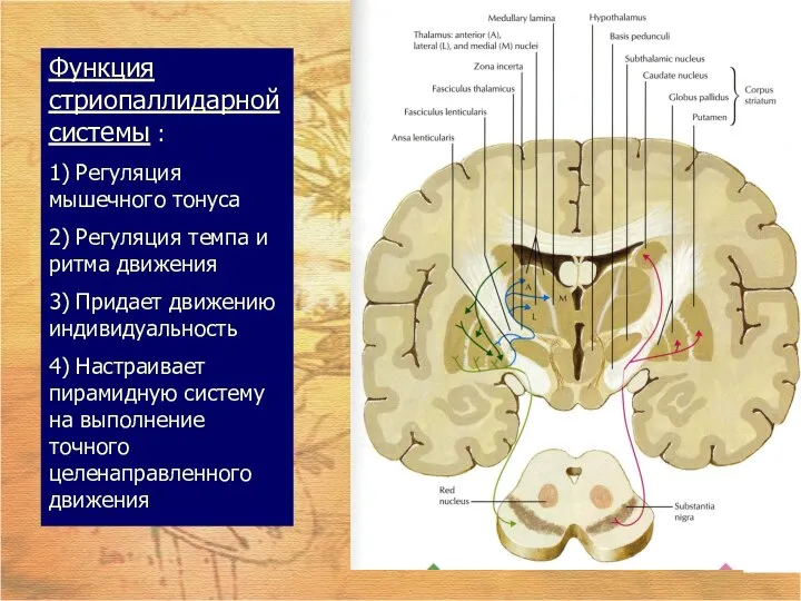 Функция стриопаллидарной системы : 1) Регуляция мышечного тонуса 2) Регуляция темпа