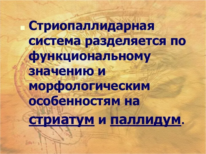 Стриопаллидарная система разделяется по функциональному значению и морфологическим особенностям на стриатум и паллидум.