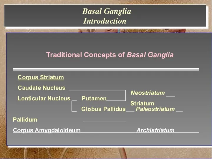 Traditional Concepts of Basal Ganglia Corpus Striatum Caudate Nucleus Lenticular Nucleus