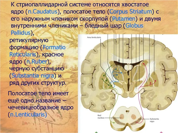 К стриопаллидарной системе относятся хвостатое ядро (n.Caudatus), полосатое тело (Corpus Striatum)