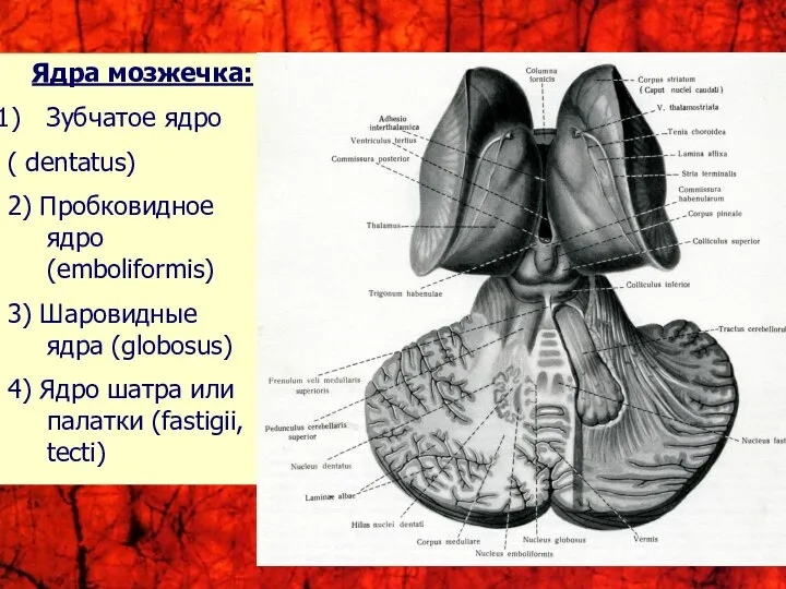 Ядра мозжечка: Зубчатое ядро ( dentatus) 2) Пробковидное ядро (emboliformis) 3)