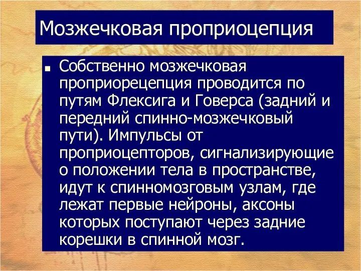 Мозжечковая проприоцепция Собственно мозжечковая проприорецепция проводится по путям Флексига и Говерса