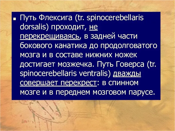 Путь Флексига (tr. spinocerebellaris dorsalis) проходит, не перекрещиваясь, в задней части