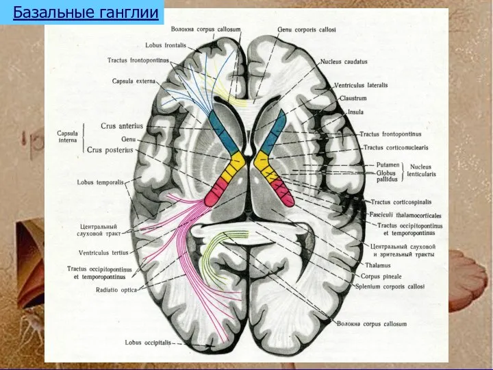 Базальные ганглии
