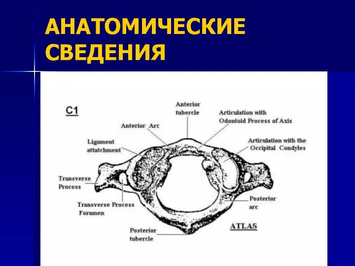 АНАТОМИЧЕСКИЕ СВЕДЕНИЯ