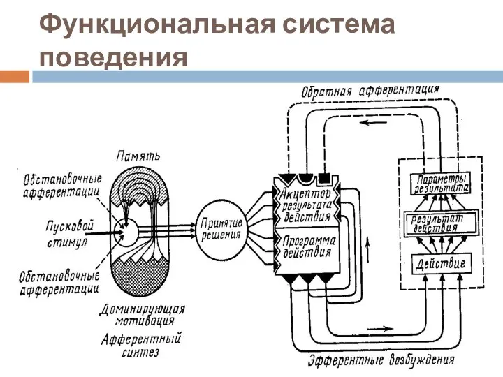 Функциональная система поведения