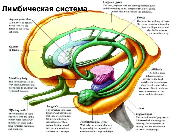 Лимбическая система