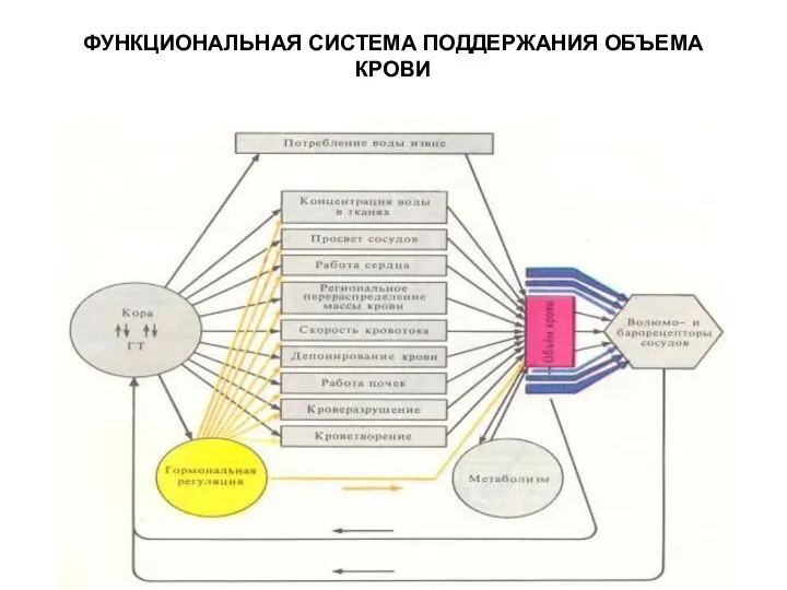 ФУНКЦИОНАЛЬНАЯ СИСТЕМА ПОДДЕРЖАНИЯ ОБЪЕМА КРОВИ