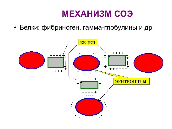 МЕХАНИЗМ СОЭ Белки: фибриноген, гамма-глобулины и др.