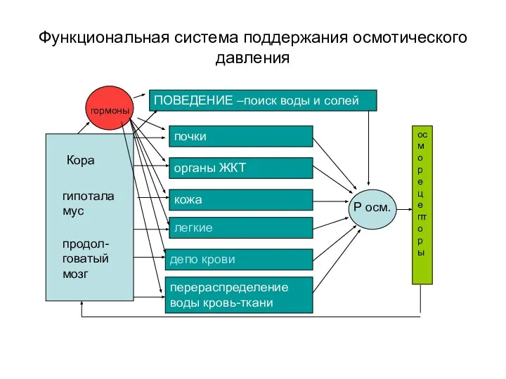 Функциональная система поддержания осмотического давления осморецепторы почки органы ЖКТ кожа легкие