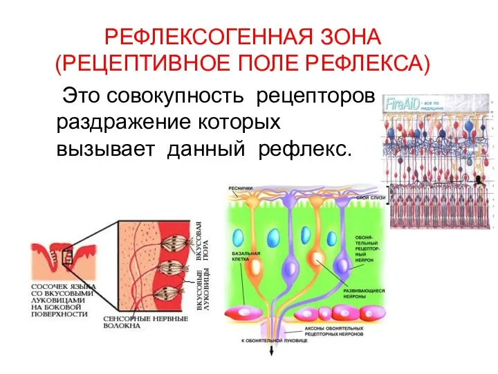 РЕФЛЕКСОГЕННАЯ ЗОНА (РЕЦЕПТИВНОЕ ПОЛЕ РЕФЛЕКСА) Это совокупность рецепторов, раздражение которых вызывает данный рефлекс.