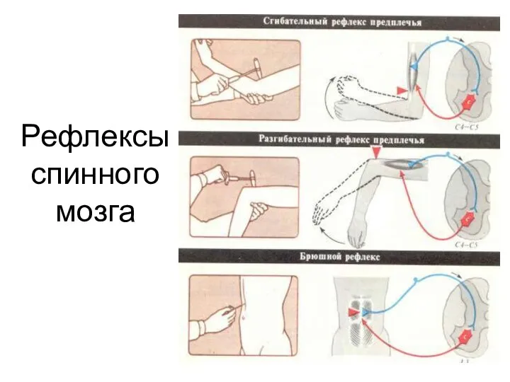 Рефлексы спинного мозга