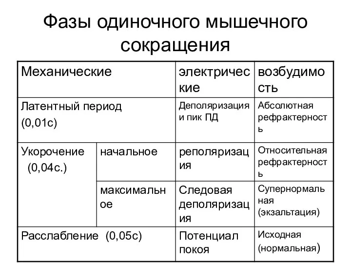 Фазы одиночного мышечного сокращения