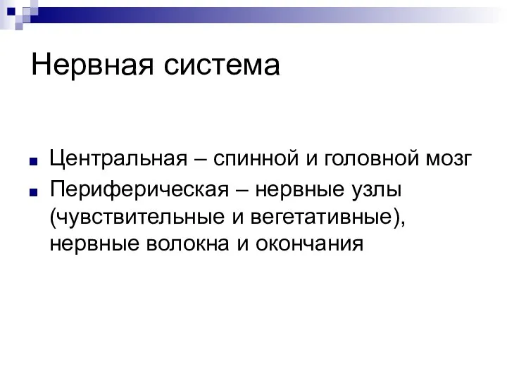 Нервная система Центральная – спинной и головной мозг Периферическая – нервные