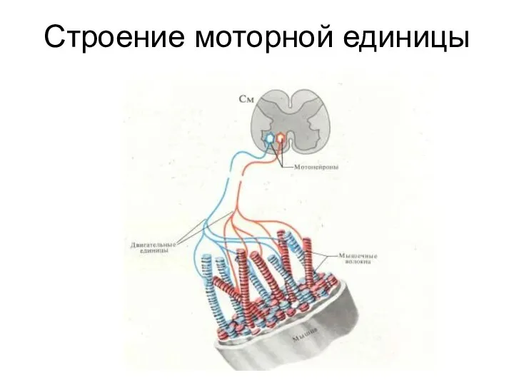 Строение моторной единицы