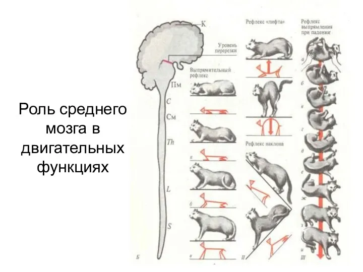 Роль среднего мозга в двигательных функциях