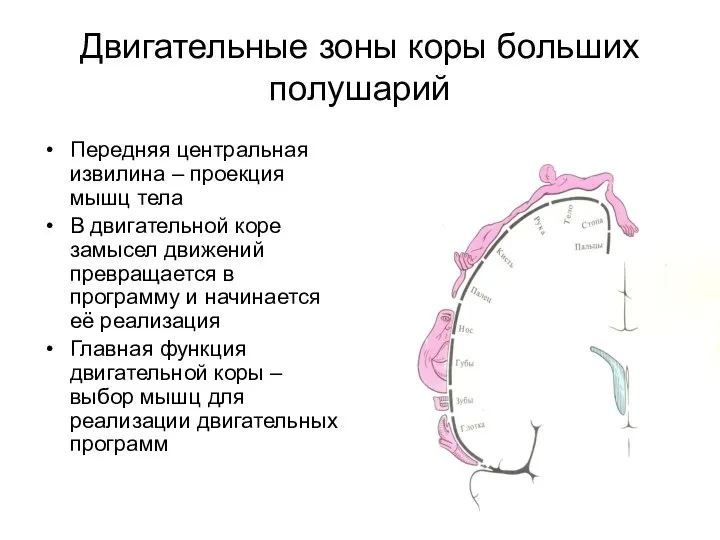 Двигательные зоны коры больших полушарий Передняя центральная извилина – проекция мышц