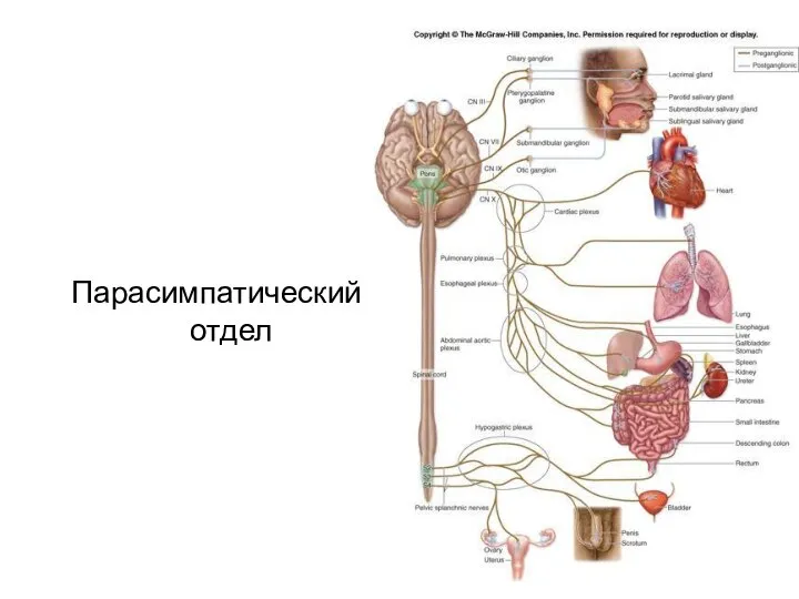 Парасимпатический отдел