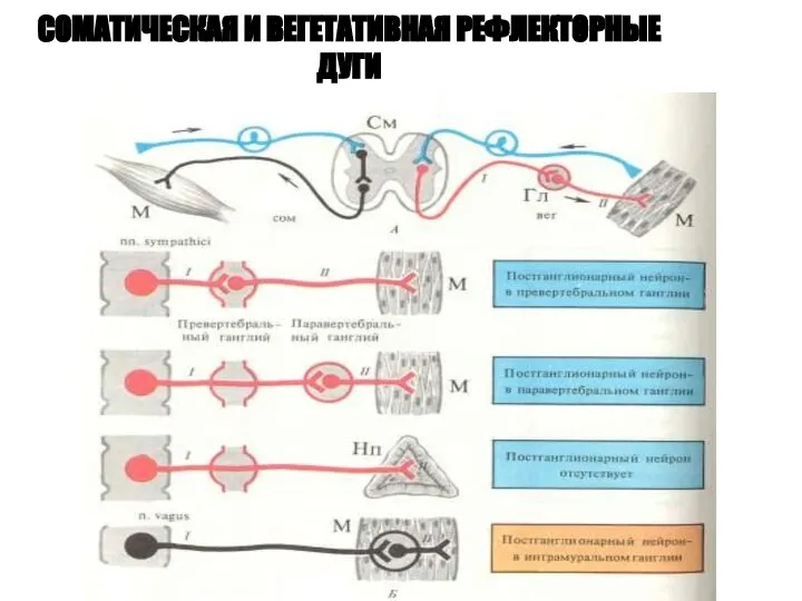 СОМАТИЧЕСКАЯ И ВЕГЕТАТИВНАЯ РЕФЛЕКТОРНЫЕ ДУГИ