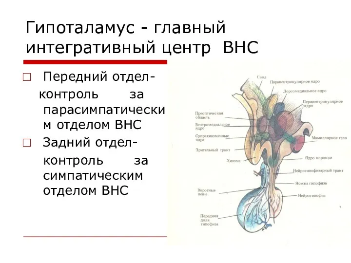 Гипоталамус - главный интегративный центр ВНС Передний отдел- контроль за парасимпатическим