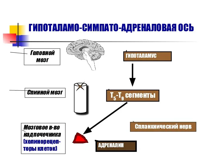ГИПОТАЛАМО-СИМПАТО-АДРЕНАЛОВАЯ ОСЬ ГИПОТАЛАМУС Т5-Т9 сегменты Спланхнический нерв Головной мозг Спинной мозг