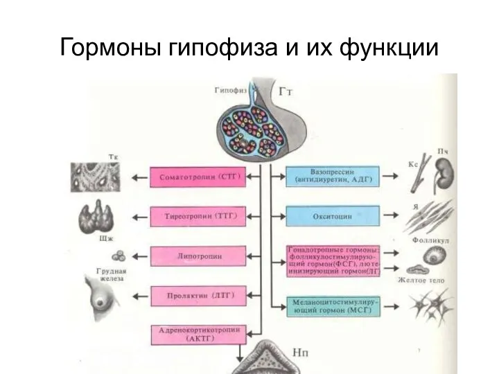 Гормоны гипофиза и их функции